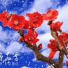 冬梅绽放的头像