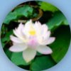 淡淡荷莲的头像