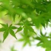 星语心愿的头像