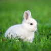 এ᭄幸福ོꦿ兔ཻ兔ཻ·ꦿ໊ོོྂཾ࿐的头像