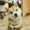 哈士奇的头像