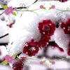 李春玲的头像