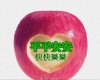 可爱堂果的头像