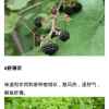 红的头像