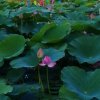 莲花岛主的头像