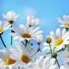 向阳花的头像