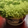 芳草(停￥)的头像