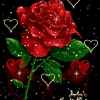 红 玫瑰的头像