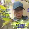 向阳风语浪雨《不听勿评》的头像