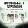 狼有情的头像