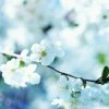 梨花*的头像