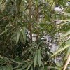 爱心永恒的头像