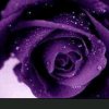 紫色花的头像