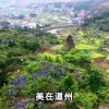 莲城乡音的头像
