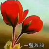 红玫瑰的头像