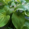 芙蓉的头像