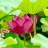 蓝色梦想的头像
