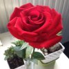 玫瑰花开的头像