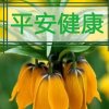 改香的头像