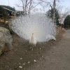 思想的头像
