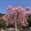 LAN《停币》的头像
