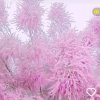 小女人的头像