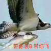 醉清风退出的头像