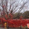 默然^＆觉醒的头像