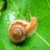 奔跑的蜗牛的头像