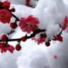 雪$寒＆梅的头像