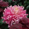 瑶花琪草的头像