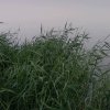 清风翠竹的头像
