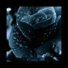 黑玫瑰的头像