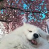 小阿雅！的头像