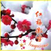 红梅傲雪的头像