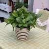 豆豆｡◕‿◕｡的头像