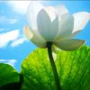 莲池海会梦里凤荷的头像