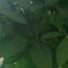 香的头像