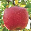 APPLE的头像