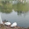 无情鸭子的头像