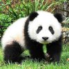冬之恋大自然的头像