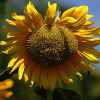 向日葵的头像