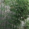 徘徊的头像