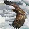 雄鹰展翅的头像