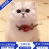 夏天的头像