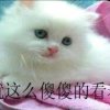 啦啦的头像