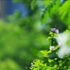 芭蕉雨声的头像