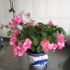 《春之韵》的头像