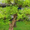 一生无悔的头像