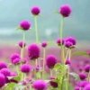 香山红叶的头像